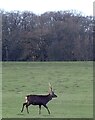 Woburn Park - Trotting stag in Aspley & Woburn Ward