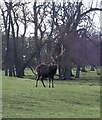 Woburn Park - A Red Deer stag holds his ground in Aspley & Woburn Ward