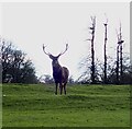 Woburn Park - Backlit Red Deer in Aspley & Woburn Ward