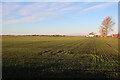 Field by Camel Drove in CB6 1ES