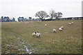 Sheep near Roughley in B75 6NY