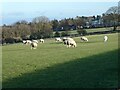 Sheep at Temperley Grange Farm in NE45 5RT