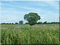 Tree on field boundary in CM22 7BB