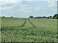 Tractor tracks in the wheat in CM22 7AT