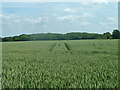 Wheat field east of Sparrows Lane in CM17 0RP