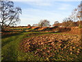 The bracken covered embankment declining  in IP18 6UZ
