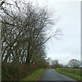 Roadside trees north of Offwell Turn in EX14 9AR