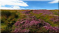 On Esk Valley Walk, - heather moors E of Blakey Lane in YO21 2NL