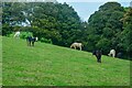 Hayle : Angarrack - Grassy Field & Cattle in TR27 5JP