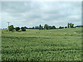 Wheat fields north-east of Housham Hall in CM17 0PB