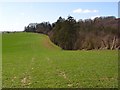 The edge of Chisbury Wood in SN8 3LW