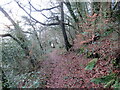 Llwybr coedog / Wooded path in SA31 3QW
