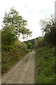 Forest track in Snever Dale in YO18 7LT