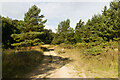 Forest track approaching Sutherbruff Rigg in YO18 7LT