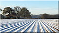 Furrows in snowy field east of Smith's Green Farmhouse, Lower Withington in Lower Withington