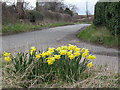 Daffs beside the lane in TF6 5AQ