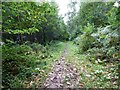 Footpath in the Woodland on Aconbury Hill in HR2 8BA