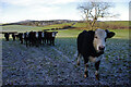 Cattle near Dalton Old Hall Farm in LA6 1JW