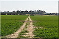 Footpath across field in CT4 8EY
