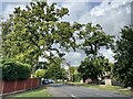 Oak trees on Peppard Road, Emmer Green in RG4 8UU