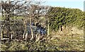 Trout Beck viewed through roadside hedge at Allenwood in Heads Nook
