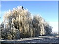 Willow trees near Barratt's Bridge in PE13 5JS