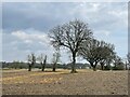 Winter trees in the Alde valley in IP12 2DU