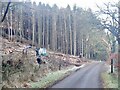 Felled area, Black Knowe Plantation in EH41 4LL