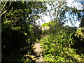 Verdant footpath off Hill Top Road, Thornton in BD13 3SE