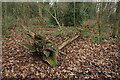 Fallen pine in Weelsby Woods in DN36 4RH