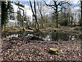 Pond in Quaker's Coppice in CW1 6YA