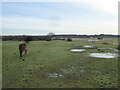 New Forest ponies by Forest Road in BH23 8DX