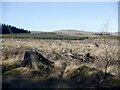 Felled area, Lennox Forest in G66 7NP
