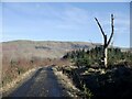 Logging road, Lennox Forest in G66 7LD