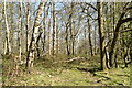 Woodland by North Downs Way in Downs North Ward