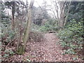 Woodland above Melville Castle in EH18 1HA