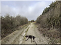 Public Footpath along western edge of Shipton Plantation in SP9 7UG