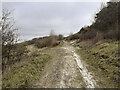 Public Footpath and tank crossing on western edge of Shipton Plantation in SP9 7TE