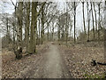 Entering Ashdown Copse from the south on a public footpath in SP9 7TE