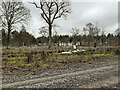 Tree planting in Ashdown Copse in SP9 7BD
