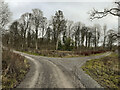 Track junction in Ashdown Copse in SP9 7BD