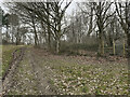 Gate in forestry fence in SP9 7BD
