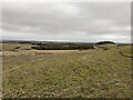 Looking along public footpath towards Kimpton Gorse in SP11 8QQ