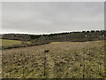 Public footpath south of Ashdown Copse in SP9 7WH