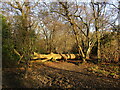 Fallen tree, Nab's Ashes Wood in S81 8BS