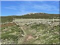 The coast path above Pwlldawnau in SA64 0LN