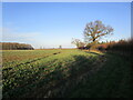Field of oilseed rape near Upton Grove Farm in DN21 5JB