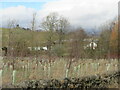 New woodland at Glendearg in TD1 2NR
