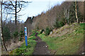 Bike trail on Cardie Hill, Glentress in EH45 8NA