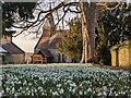 Snowdrops at St. Peter's church (Dormington) in HR1 4EB